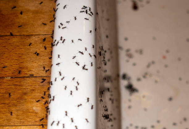 Best Bed Bug Extermination  in Vley Grande, AL