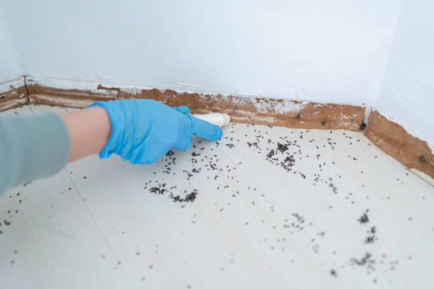 Reliable Valley Grande, AL Pest Control Solutions